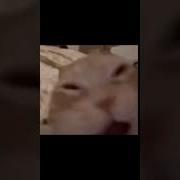 Кот Смеется Ха Ха