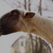 Сумасшедший Крик Овцы