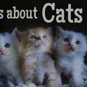Waht Cat Is That All About Cats