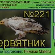 Стервятник Гриф Голоса Птиц