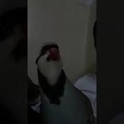 Кеклик Бой 2018 Новый Кеклик 2