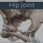 The Hip Joint