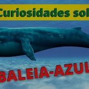 Baleia Azul