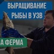 Выращивание Рыбы В Узв Аква Ферма