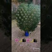 Видио Ролик Жума Муборак