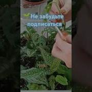 Волшебная Коробочка
