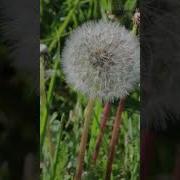 Одуванчики Вы Иои Одуванчики