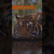 Звуки Природы С Тиграми