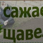 Как Посадить Выращивать Щавель Посев Семян Щавеля Щавель Сажаем Выращивание Уход Посадка