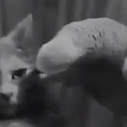 Пародия На Наша Раша Наш Попугай