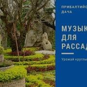 Песни Про Рассаду