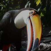 Toco Toucan Call