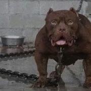 Список Опасных Собак
