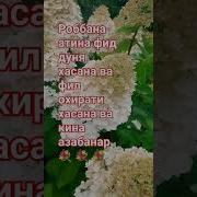 Рабан Атина Фид Дунья