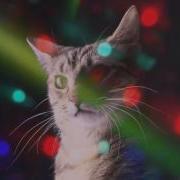 Meow Mix Song Edm Cat Remix By Ashworth