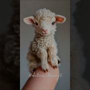 Песня Детским Голосом Из Тик Тока