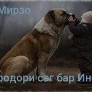 Хочи Мирзо Дар Бораи Саг