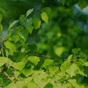 Футаж Зеленые Ветки Березы Березка Футажи Footage Красивая Природа Fullhd