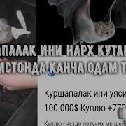 Куршапалак Ини Амрита Кокон Нархи Кутарилди