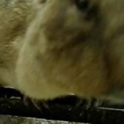 Пронзительный Свист Крик Сурка Marmot S Piercing Screech