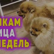 Звук Померания Злом Драйва