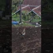 Rooster Laughs Laughs Петух Смеется Хохочет