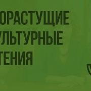 Дикорастущие И Культурные Растения Видеоурок По Окружающему Миру 2 Класс