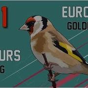 3 Hours Of Goldfinch Singing Song 2018