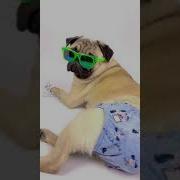 Танцы В Трусиках Трусиках Трусиках Жопы Жопы
