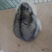 Хомячки Занимаются Сексом Прикол