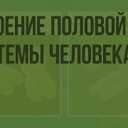 Строение Половой Системы Человека Видеоурок По Биологии 8 Класс