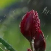 Подборка Самых Красивых Нашиды Eng Zo R Nashidalar