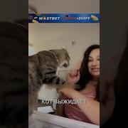 Котики Шортс