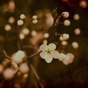 The Last Song Of Spring James Quinn