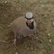 Kekli K Sesi Irak Kekli Ği