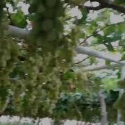 Минчынар Жузум Бак 2 Абдилов Элчибек