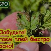 Красное Дерево На Деревьях Желтела Листва