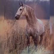 Цыганская Что Мне Делать