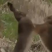 Зай Давай Убей Его Нахуй Давай Пизди
