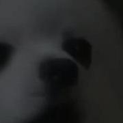 Музыкальный Шпиц Music Shpic