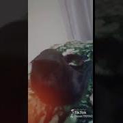 Щекастик Лети Как Ветер