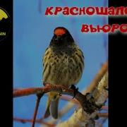 Красношапочный Вьюрок Пение