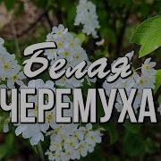 Уходит Май Совсем Неторопливо Уносит Вдаль Черёмухи Рассвет