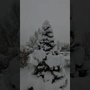Сборник Песен О Зиме
