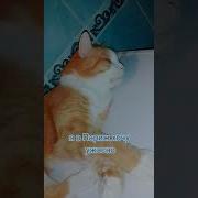 Здравствуй Дедушка Мороз У Тебя Пипец Склероз