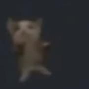 Rasa Шни Шно Шнапи