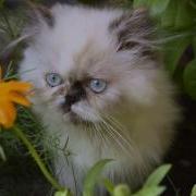 Я Кошка Кошка Кошка Рок