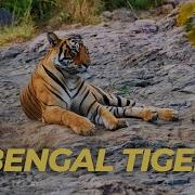 Bengal Tiger