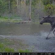 Moose Pool Party