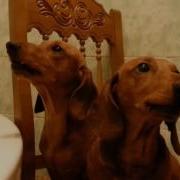 Поющие Таксы The Singing Dachshunds